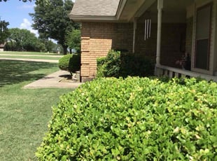 Bush Trimming by Anne Shepard for Vicky H. in Haslet, TX