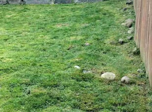Ben W.'s Lawn Care service result