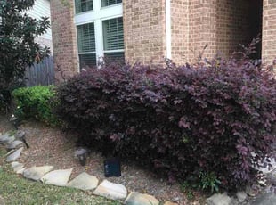 Bush Trimming by Chad Z Zibilski for David D. in Houston, TX