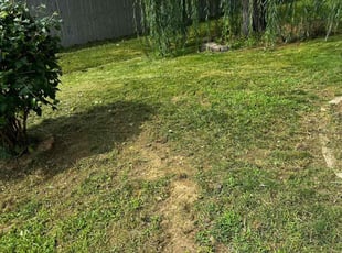 Bush Trimming by Blake Jordan for Christian T. in Indianapolis, IN