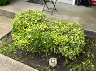 Bush Trimming by Edwin Bidot for Renee S. in Waldorf, MD