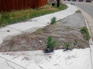 Cleanups by Tom Davis for Alex M. in Denver, CO