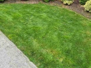 Grey H.'s Yard Cutting service result