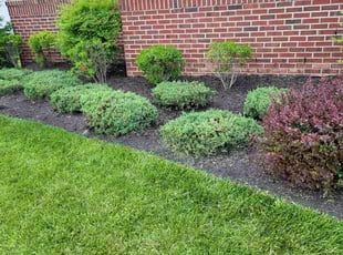 Weeding by Miguel Santos for Rajesh P. in Rockville, MD