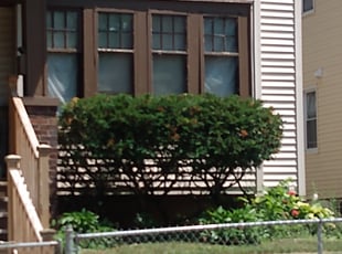 Bush Trimming by Charles Cowan for Carl J. in Milwaukee, WI