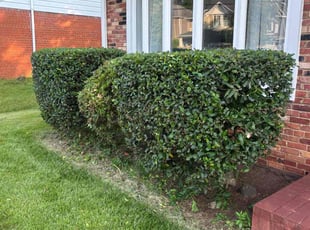 Bush Trimming by Edwin Villagran for Monica T. in Bethesda, MD