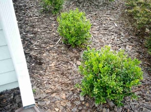 Weeding by Joshua Harris for John M. in Gainesville, FL