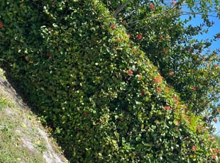 Bush Trimming by Markeith Whittaker for Courtney E. in Deerfield Beach, FL