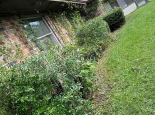 Bush Trimming by Steven Newman for Brian M. in Orange Park, FL