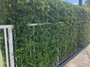 Bush Trimming by RaΓΊl GarcΓa for Lori F. in Miami, FL