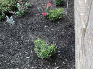Weeding by Hugo Ayala for Susan L. in Cypress, TX