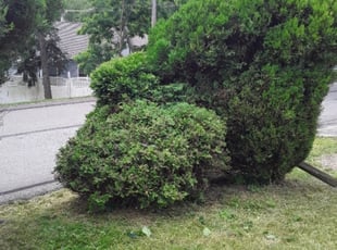 Bush Trimming by Michael Skoncey for Teka T. in Pittsburgh, PA