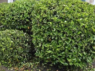 Bush Trimming by Jason Hughes for La S. in Savannah, GA
