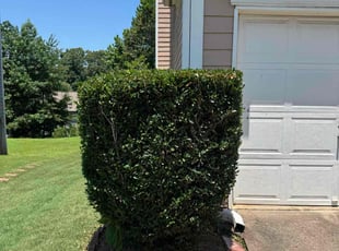 Bush Trimming by William Perez for Ali M. in Duluth, GA
