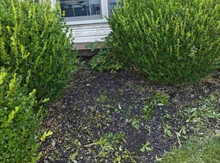 Weeding by Chris Steinhour for David H. in Hilliard, OH