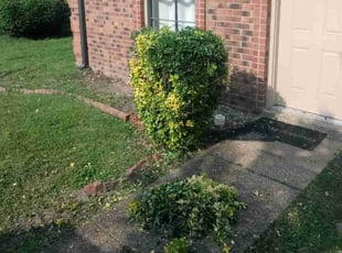 Bush Trimming by Kewon Andrews for Daisha W. in Memphis, TN