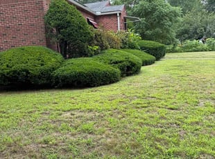 Bush Trimming by Harry Figueroa for Andres R. in Springfield, MA