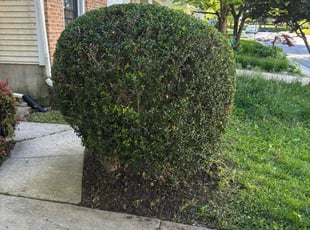 Bush Trimming by Edwin Villagran for Macey V. in Silver Spring, MD
