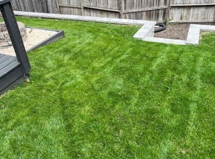 Allyson C.'s Lawn Mowing service result