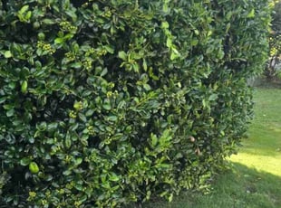 Bush Trimming by Douglas McClelland for Isabelle K. in Vestavia Hills, AL