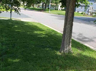 Hollis D.'s Lawn Service service result
