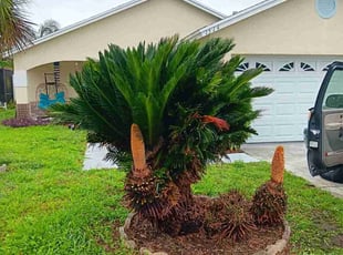 Bush Trimming by Scott Donovan for carlos B. in Kissimmee, FL