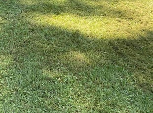 Yolswannty S.'s Lawn Mowing Service service result
