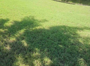 Rick J.'s Yard Cutting service result