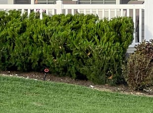 Bush Trimming by Brandon Fiala for Patrick M. in O'Fallon, MO