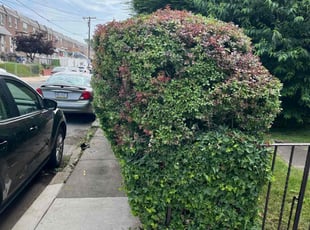 Bush Trimming by Eric Brooks for Erica S. in Philadelphia, PA