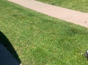 Linda S.'s Lawn Mowing Service service result