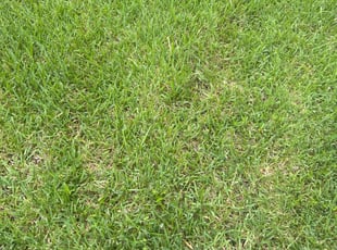 Cleanups by Blayke Elder for Bryce G. in Tomball, TX