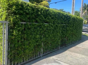 Bush Trimming by RaΓΊl GarcΓa for Lori F. in Miami, FL