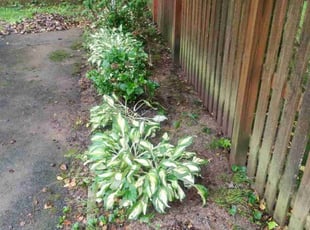 Cleanups by Matt Brady for Sandra K. in Roslyn, PA