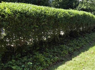 Bush Trimming by Ali Alfatlawi for Rita T. in Atlantic Highlands, NJ