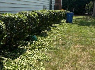 Bush Trimming by Tony Vásquez for Zahid K. in Mooresville, NC