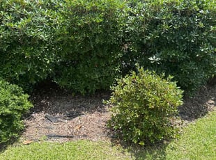 Weeding by Amelia Brown for Jon H. in Cayce, SC