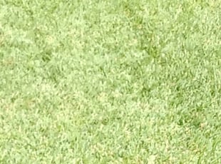 Elizabeth R.'s Lawn Maintenance service result