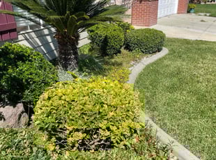 Lenora G.'s Lawn Mowing Service service result