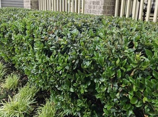 Bush Trimming by Durand Turner for Elizabeth R. in Norcross, GA