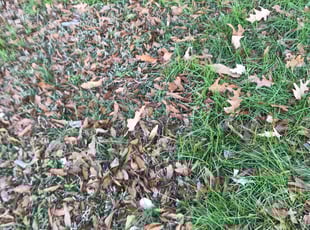 Leaf Removal by Kingna Scott for Cecilia V. in Norfolk, VA