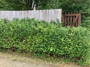 Bush Trimming by Joel Laumas for Cheyenne G. in Lexington, KY