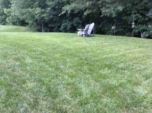 Concepcion C.'s Lawn Service service result