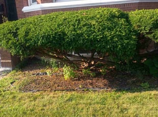 Bush Trimming by Daniel Burton for Dyandrea W. in Chicago, IL