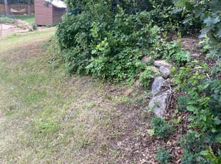 Bush Trimming by Anthony Brooks for Anne E. in Colorado Springs, CO