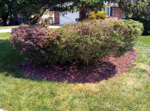 Bush Trimming by Dontai Jackson for Gloria S. in Louisville, KY