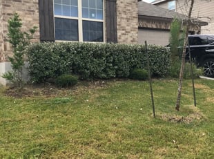 Bush Trimming by Casey Diaz for Lewis L. in Pflugerville, TX