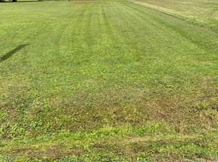 Sean F.'s Yard Cutting service result