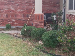 Bush Trimming by Karlie Young for Kayla M. in Norman, OK