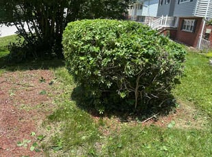 Bush Trimming by Desean Bennett for RA S. in Fort Washington, MD